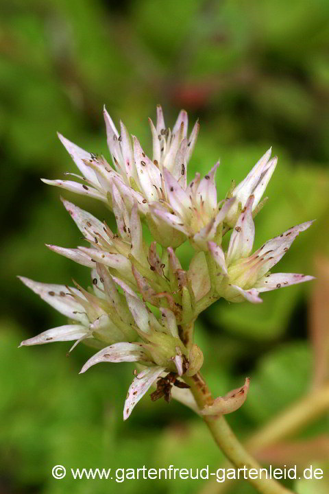 Sedum spurium  – Kaukasus-Fetthenne, Blüte