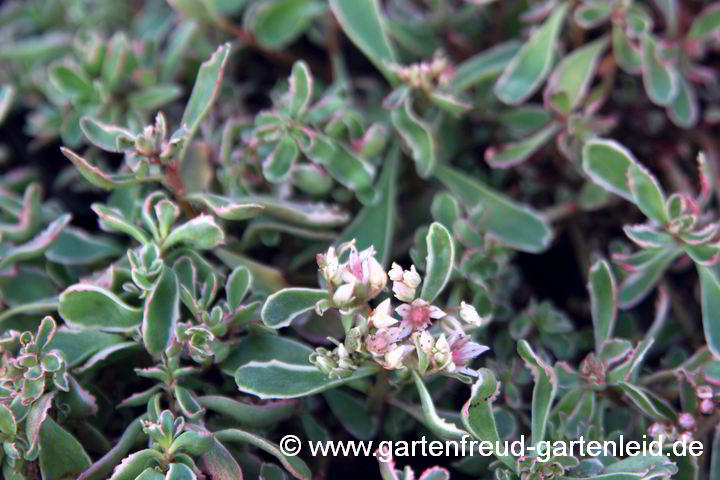 Sedum spurium 'Variegatum' – Kaukasus-Fetthenne