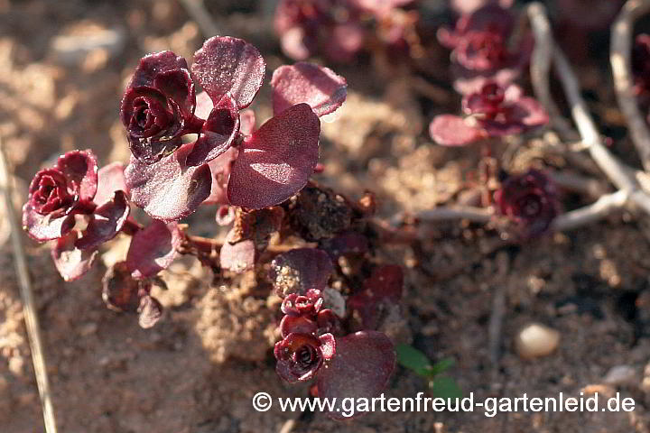 Sedum spurium 'Voodoo' – Kaukasus-Fetthenne