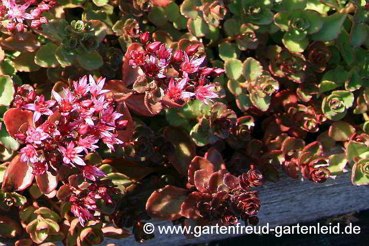 Sedum spurium 'Voodoo' – Kaukasus-Fetthenne