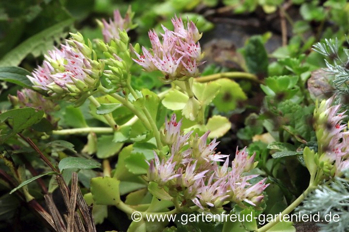 Sedum spurium – Kaukasus-Fetthenne, Teppich-Fettblatt