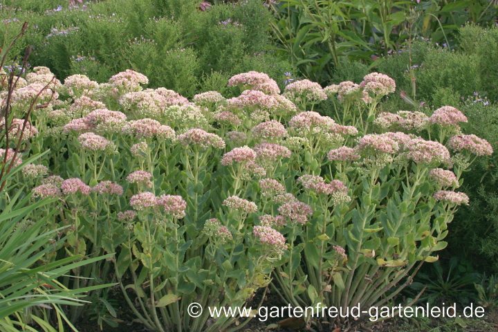 Sedum telephium 'Herbstfreude' (Hohe Fetthenne) noch nicht aufgeblüht