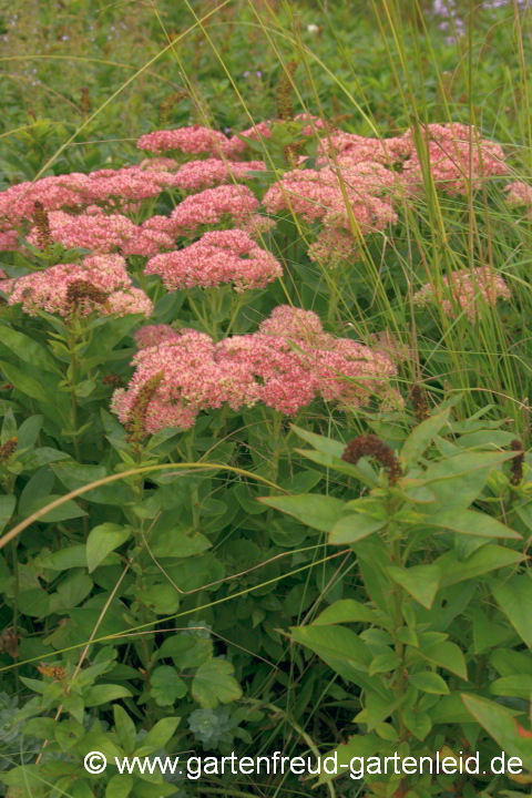 Sedum telephium – Hohe Fetthenne