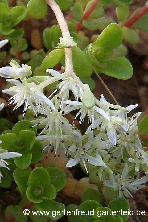 Sedum ternatum (Dreiblättrige Fetthenne) –  Blüten