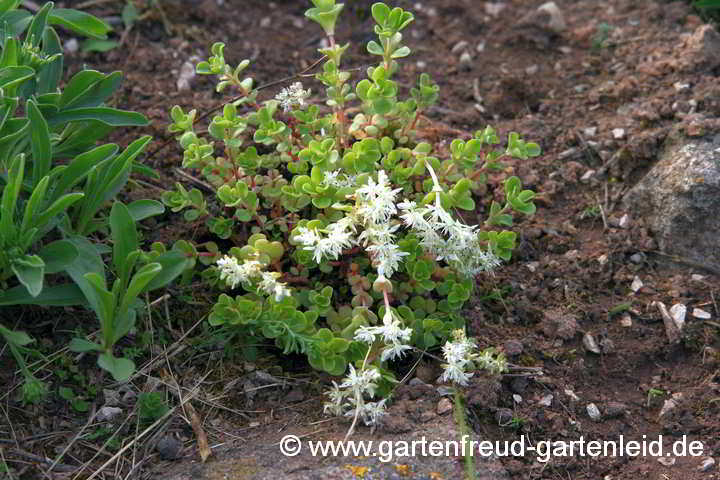 Sedum ternatum – Dreiblättrige Fetthenne