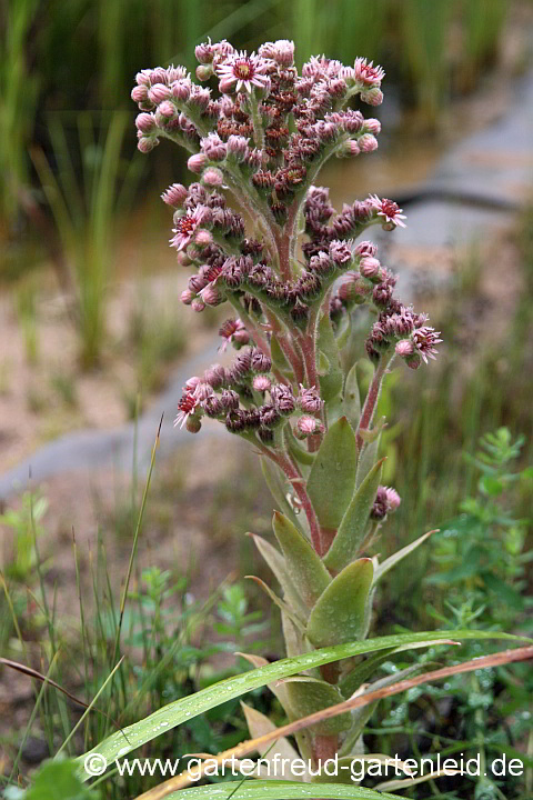 Sempervivum – Hauswurz, Dachwurz, Blütentrieb