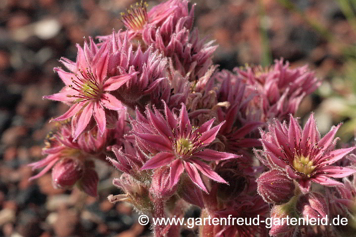 Sempervivum – Hauswurz, Dachwurz, Blüten