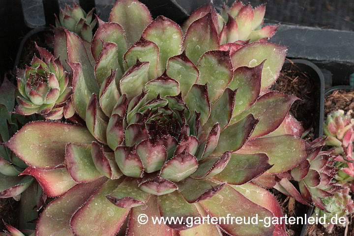 Sempervivum 'Brown Owl' – Hauswurz, Dachwurz