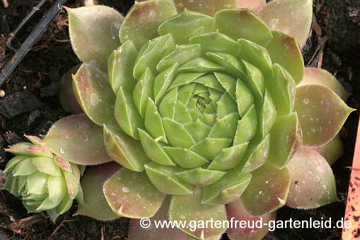 Sempervivum 'Gay Kester' – Hauswurz, Dachwurz