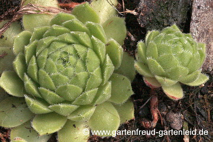 Sempervivum 'Godaert' – Hauswurz, Dachwurz