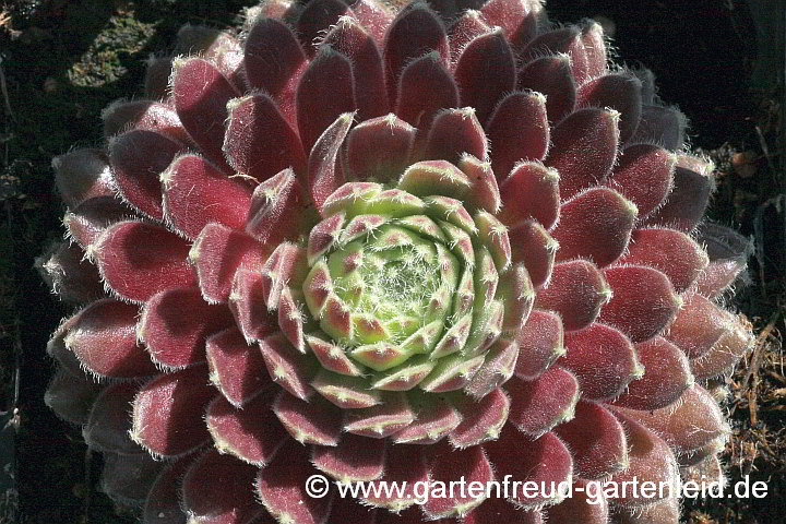 Sempervivum 'Maigret' – Hauswurz, Dachwurz