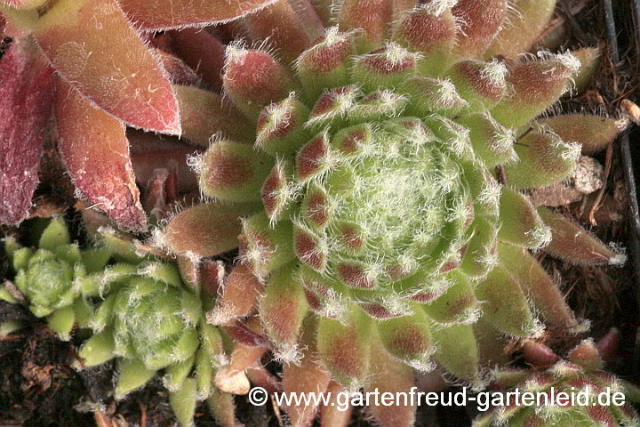 Sempervivum 'Sprite' – Hauswurz, Dachwurz