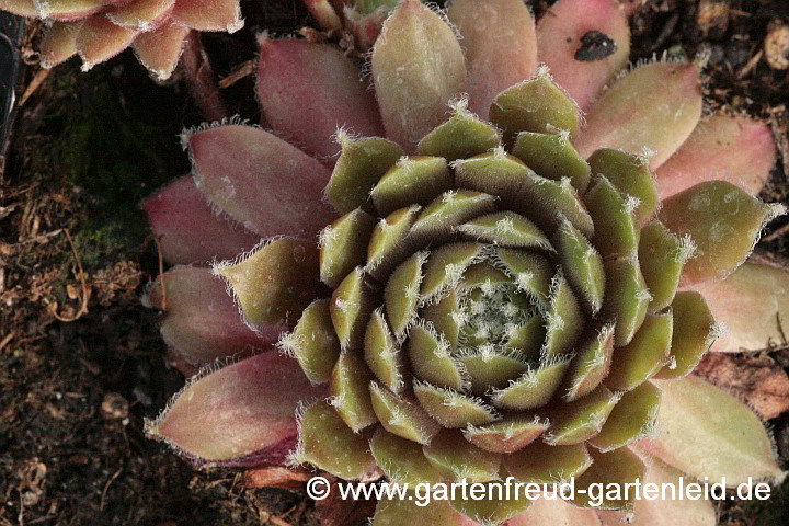 Sempervivum 'Velvet Red' – Hauswurz, Dachwurz