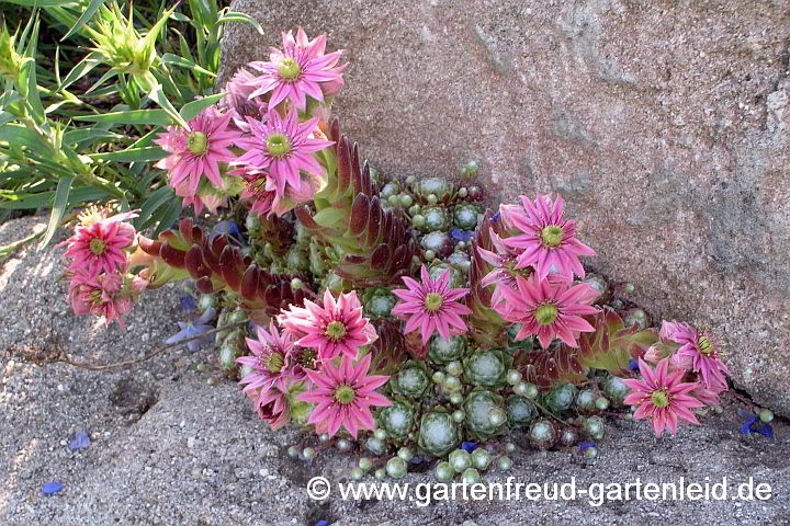 Sempervivum arachnoideum – Spinnweb-Hauswurz, Spinnweb-Dachwurz