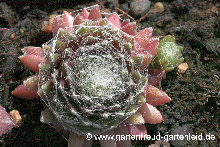 Sempervivum arachnoideum 'Silberling' – Spinnweb-Hauswurz, Spinnweb-Dachwurz