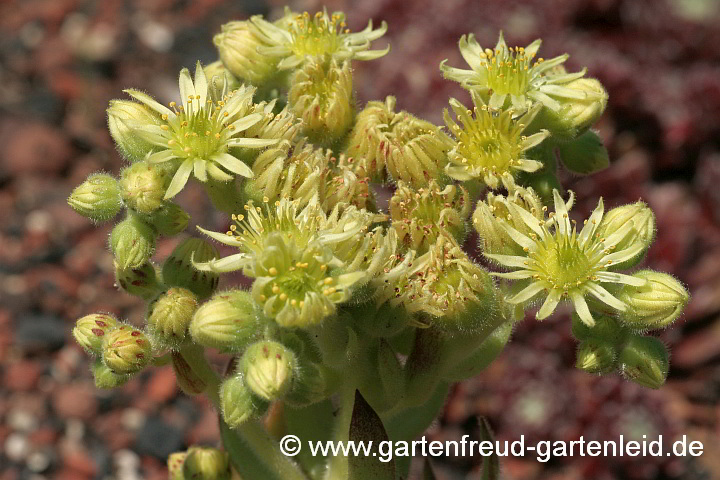 Sempervivum – Hauswurz, Dachwurz, Blüten