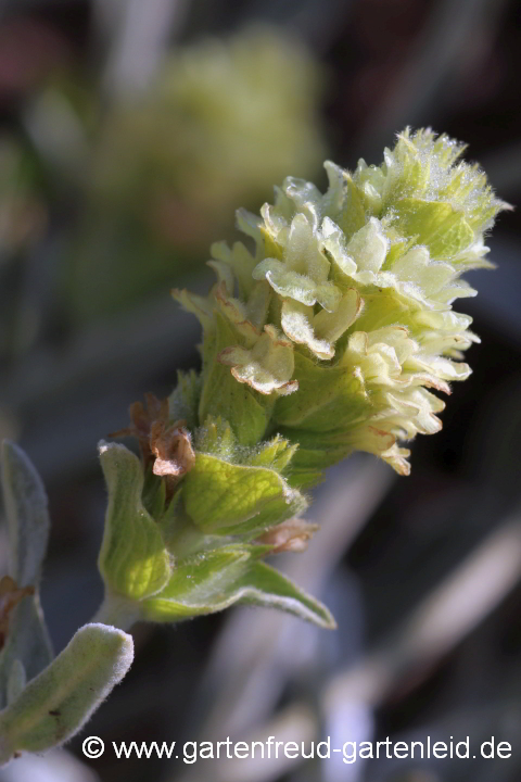 Sideritis syriaca (Kretischer Bergtee, Syrisches Gliedkraut) – Blütenstand