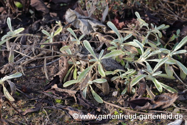 Sideritis syriaca (Kretischer Bergtee, Syrisches Gliedkraut) im Dezember