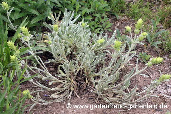 Sideritis syriaca – Kretischer Bergtee, Syrisches Gliedkraut