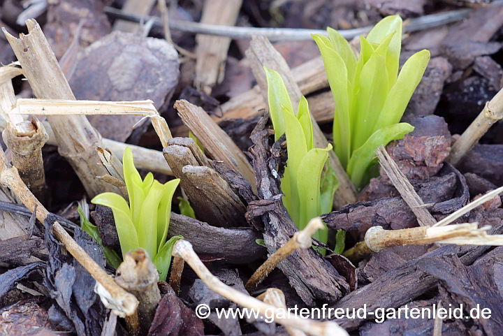 Silene chalcedonica 'Alba' (Brennende Liebe) – Austrieb