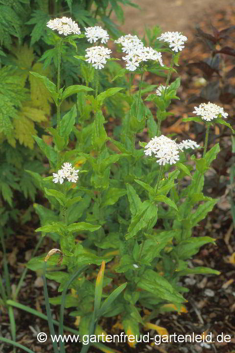 Silene chalcedonica 'Alba' – Brennende Liebe