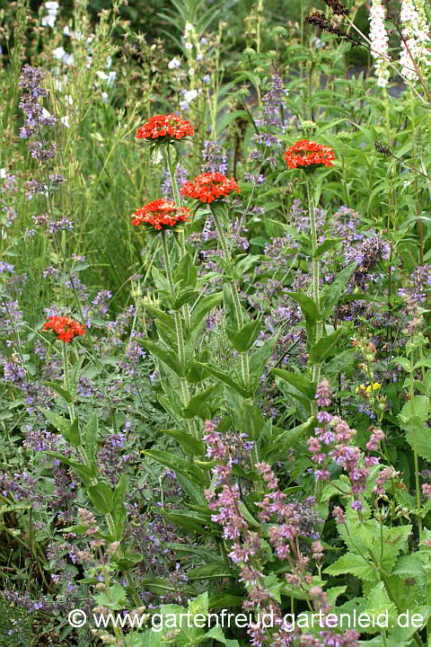 Silene chalcedonica (Brennende Liebe) mit Echium vulgare (Gewöhnlicher Natternkopf) und Salvia verticillata (Quirlblütiger Salbei)