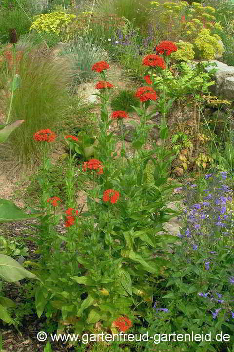 Silene chalcedonica – Brennende Liebe, Scharlach-Lichtnelke