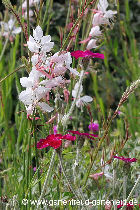 Silene coronaria (Kronen-Lichtnelke) mit Gaura lindheimeri (Prachtkerze)