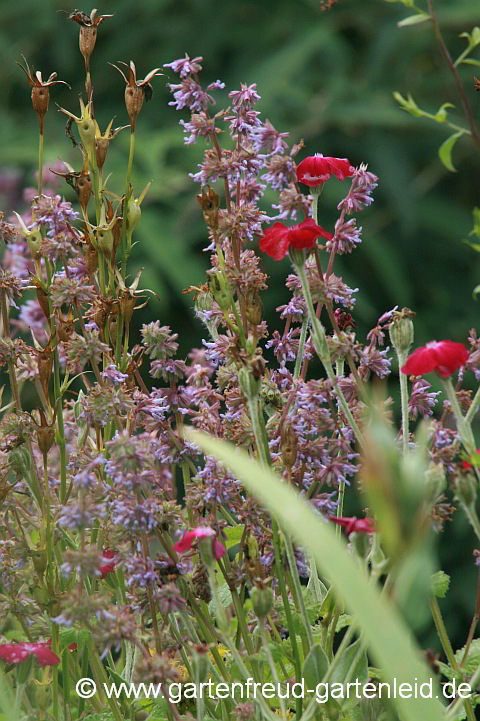 Silene coronaria (Kronen-Lichtnelke, Vexiernelke) mit Salvia verticillata (Quirlblütiger Salbei)