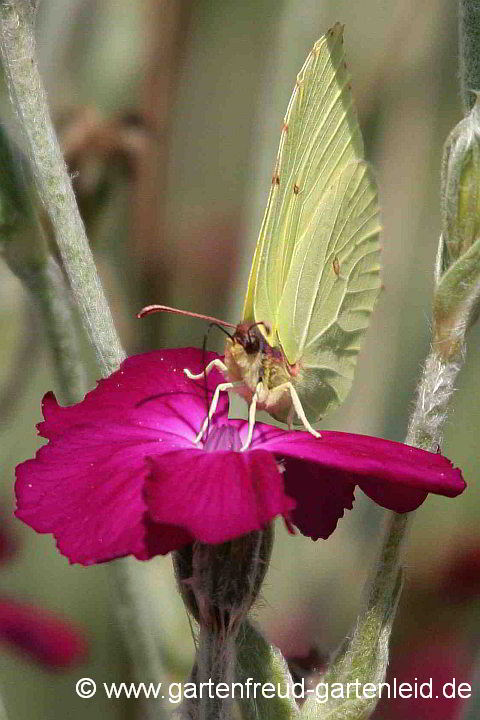 Silene coronaria – Kronen-Lichtnelke mit Zitronenfalter