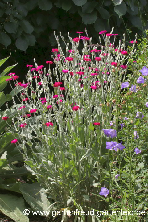 Silene coronaria – Kronen-Lichtnelke