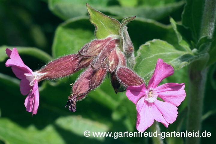 Silene dioica – Rote Lichtnelke, Blüten