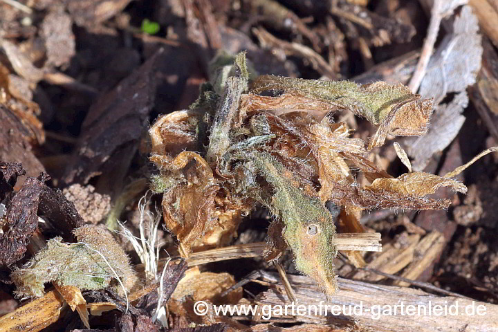 Silene dioica (Rote Lichtnelke) mit Frostschaden