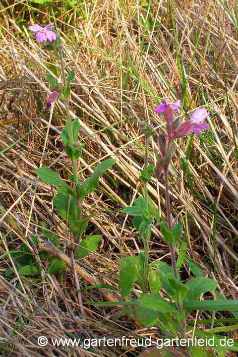 Silene dioica (Rote Lichtnelke) in der Natur