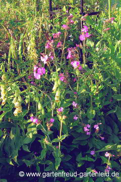 Silene dioica – Rote Lichtnelke