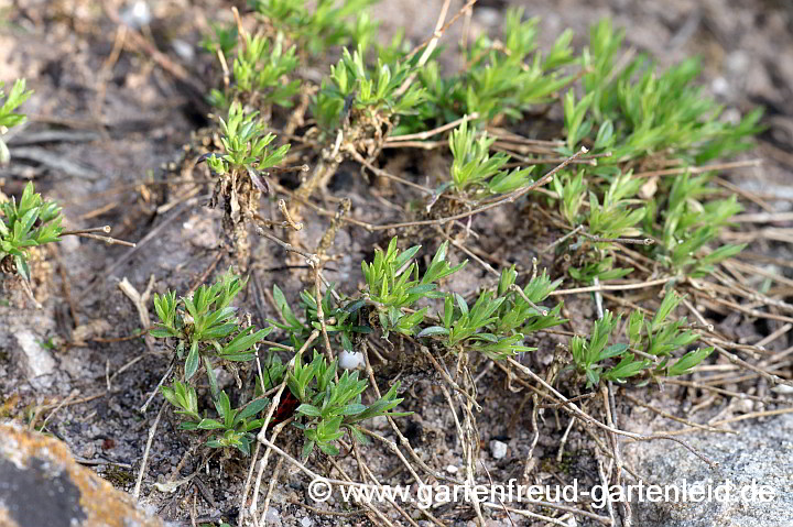 Silene schafta (Garten-Leimkraut, Kaukasus-Leimkraut) – Austrieb