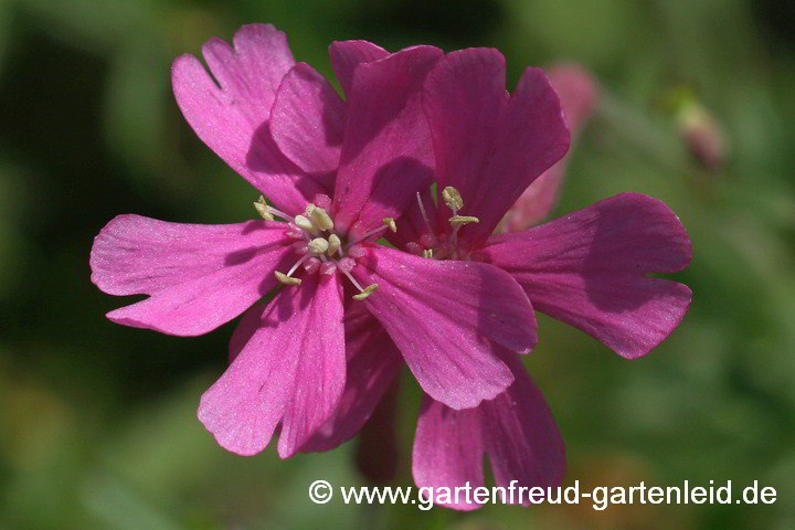 Silene schafta – Garten-Leimkraut, Blüten