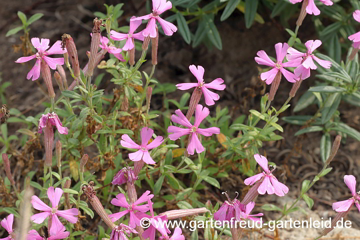 Silene schafta – Garten-Leimkraut