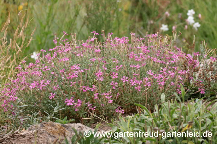 Silene schafta – Garten-Leimkraut