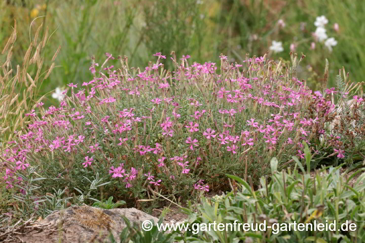 Silene schafta – Garten-Leimkraut, Kaukasus-Leimkraut