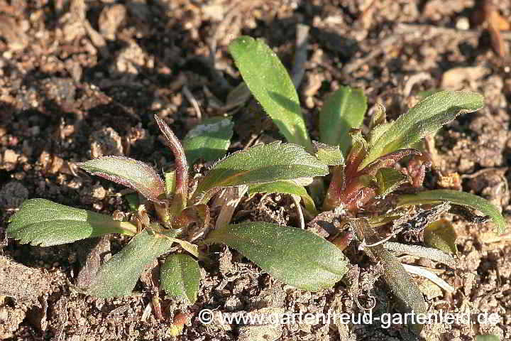 Solidago 'Strahlenkrone' – Garten-Goldrute, Austrieb