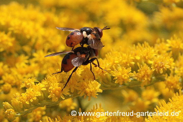 Solidago 'Strahlenkrone' – Garten-Goldrute mit Raupenfliegen