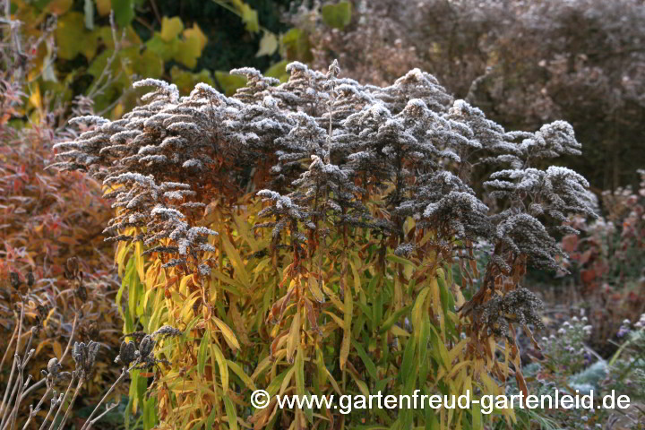 Solidago 'Strahlenkrone' – Garten-Goldrute