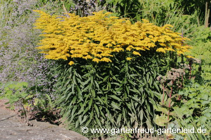 Solidago 'Strahlenkrone' – Garten-Goldrute