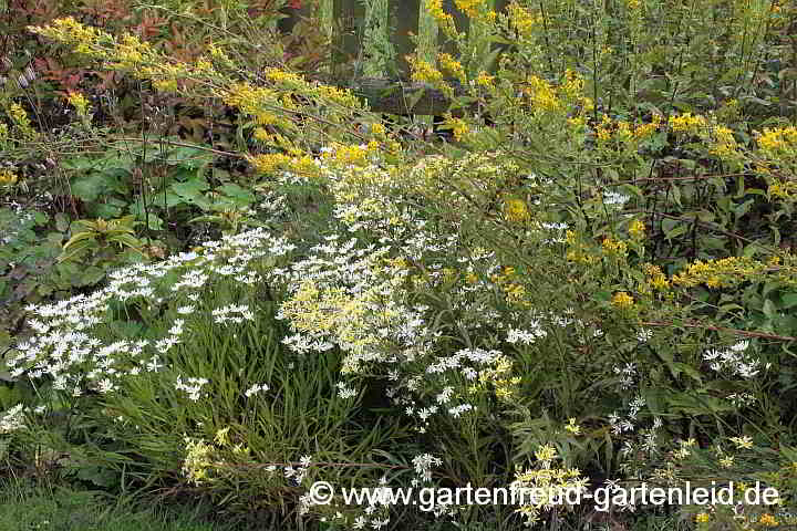 Solidago ptarmicoides und virgaurea mit Zufallssämling