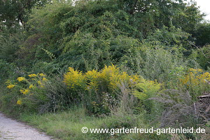 Solidago canadensis – Kanadische Goldrute