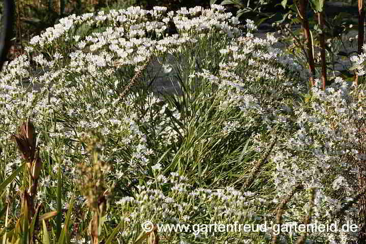 Solidago ptarmicoides – Weiße Goldrute oder Hochland-Aster