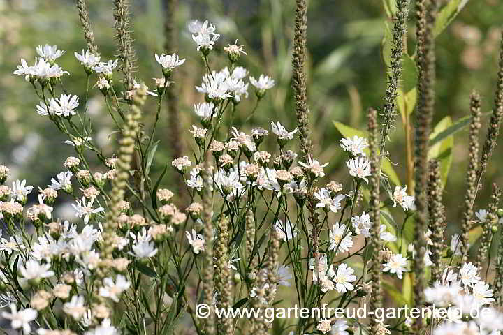 Solidago ptarmicoides – Weiße Goldrute oder Hochland-Aster