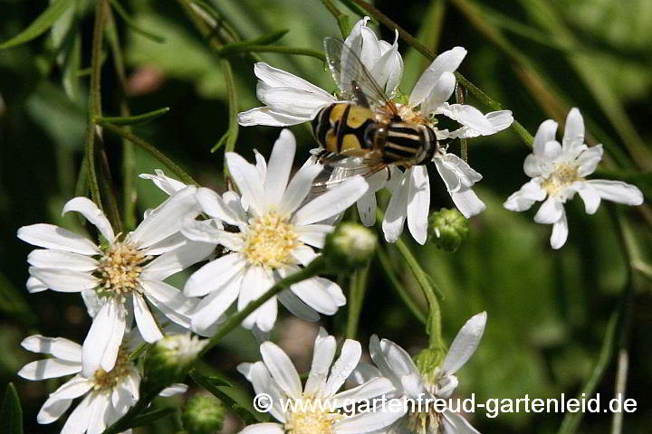 Solidago ptarmicoides – Weiße Goldrute mit Sumpf-Schwebfliege