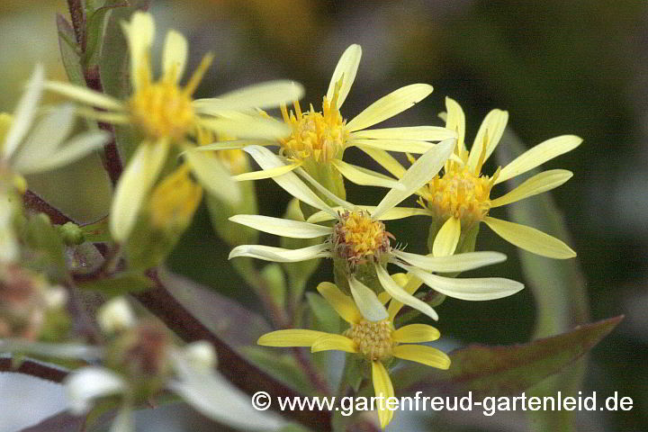 Solidago virgaurea x S. ptarmicoides – Golddrute